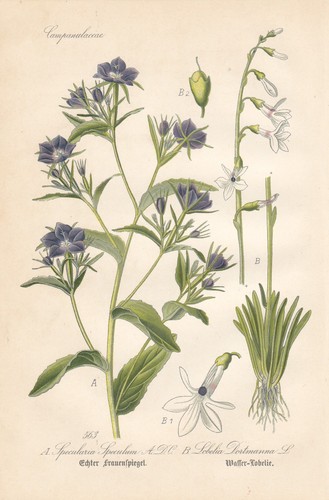 Legousia speculum veneris - legousia, speculum-veneris