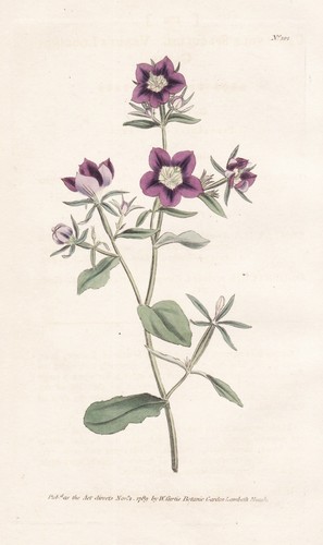 Legousia speculum venusspiegel - legousia,
